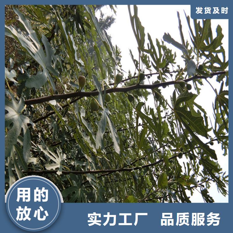 无花果北美冬青精工细致打造