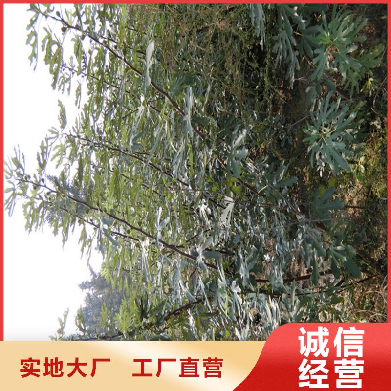 无花果-3公分软籽石榴苗质量优选