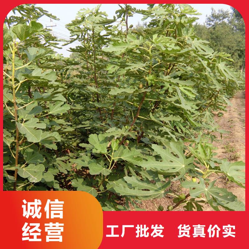 无花果-桃树苗工艺精细质保长久