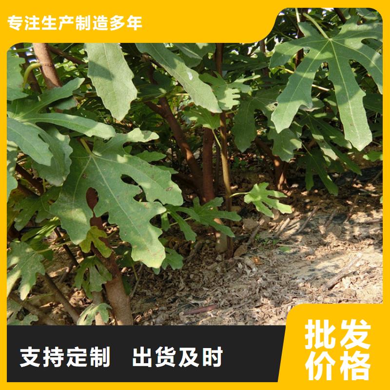 無花果櫻桃苗材質(zhì)實在