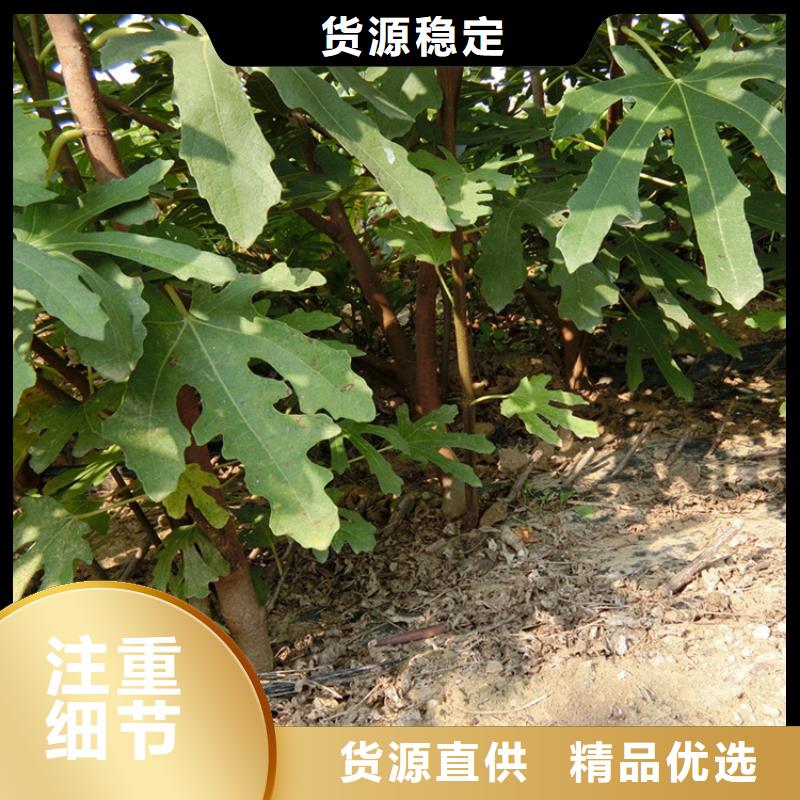 无花果-3公分软籽石榴苗质量优选