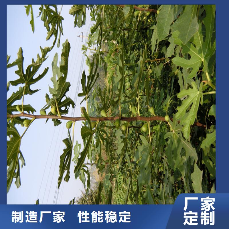 无花果桃树苗厂家规格全