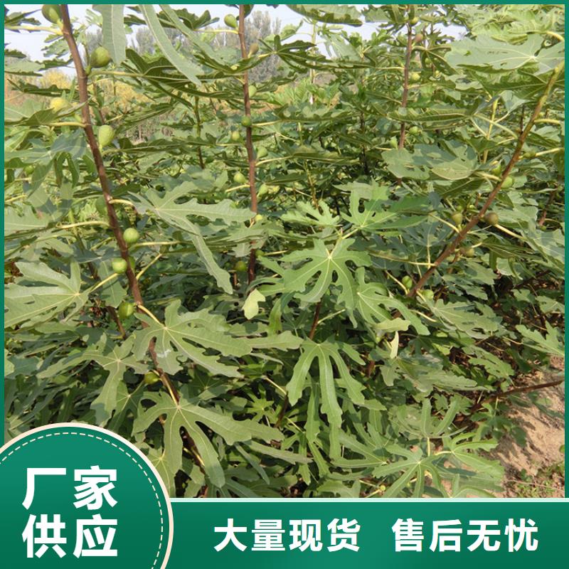 无花果桃树苗厂家规格全