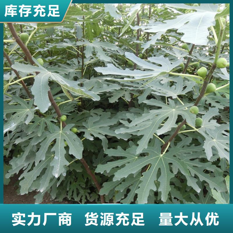 無(wú)花果蘋果苗支持大批量采購(gòu)