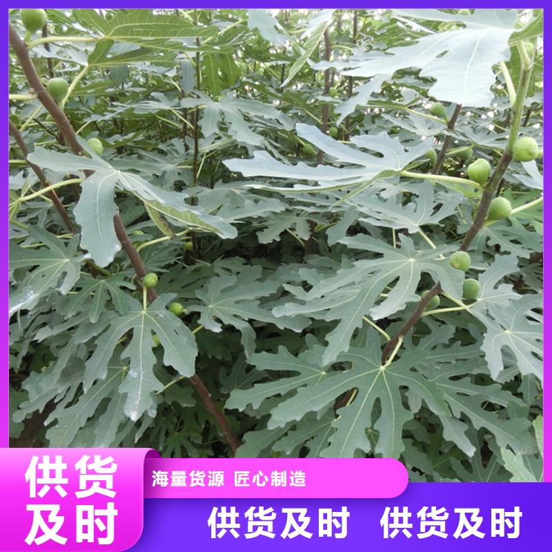 無花果櫻桃苗材質(zhì)實在
