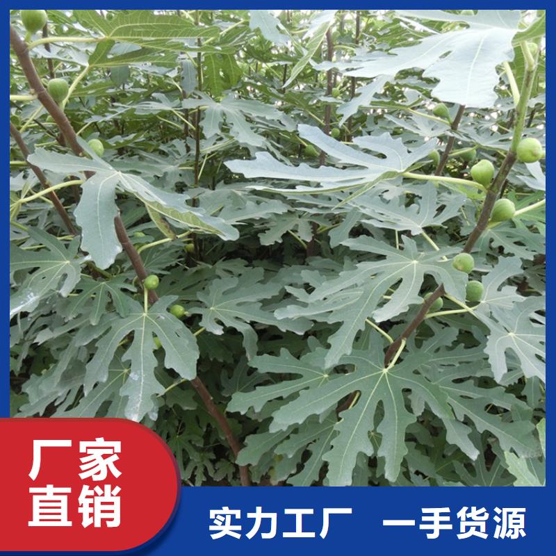 无花果桃树苗厂家规格全