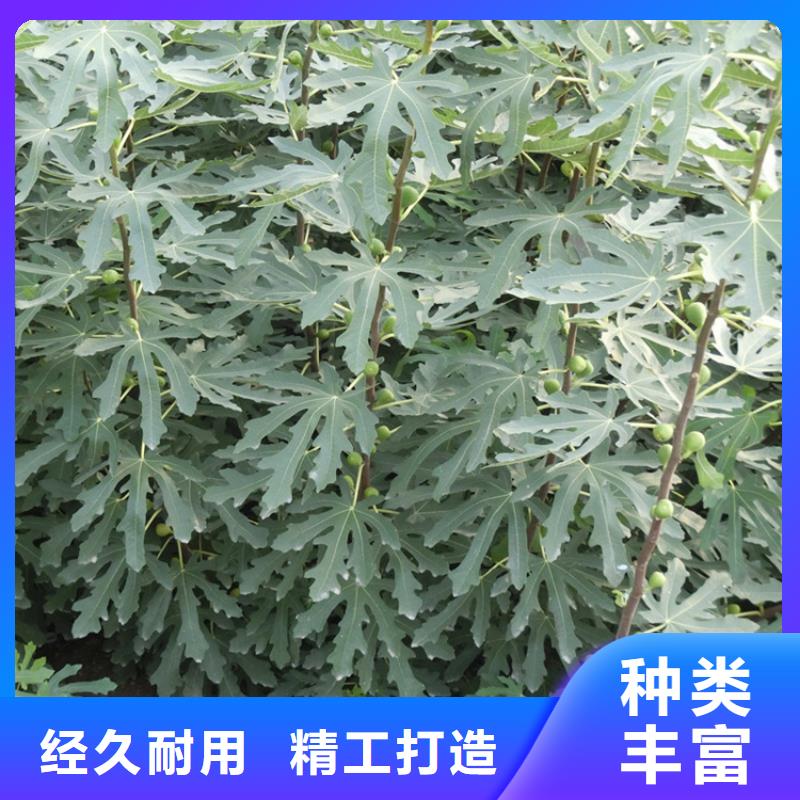 无花果桃树苗厂家规格全