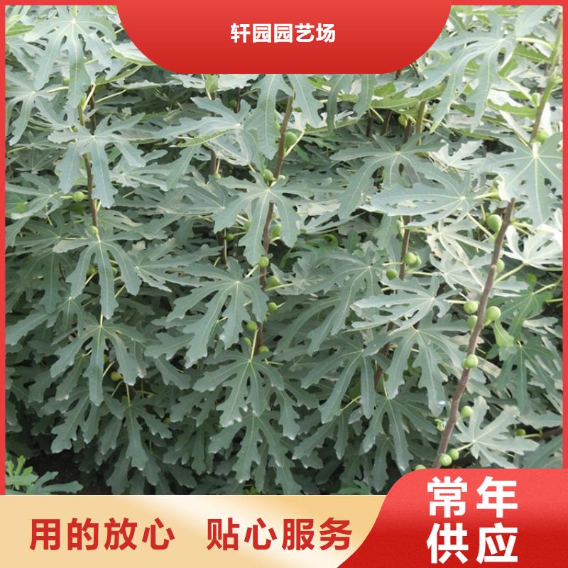 无花果北美冬青精工细致打造