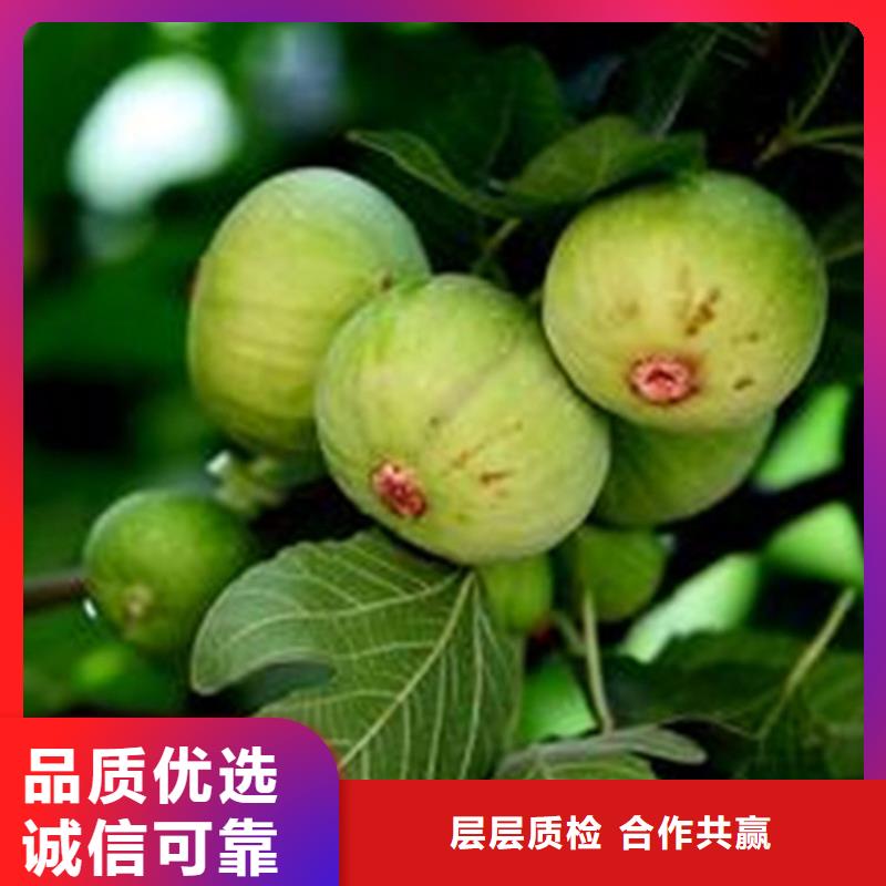 无花果桃树苗厂家规格全