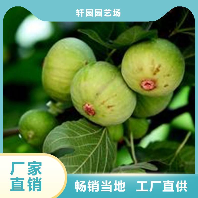 无花果北美冬青精工细致打造
