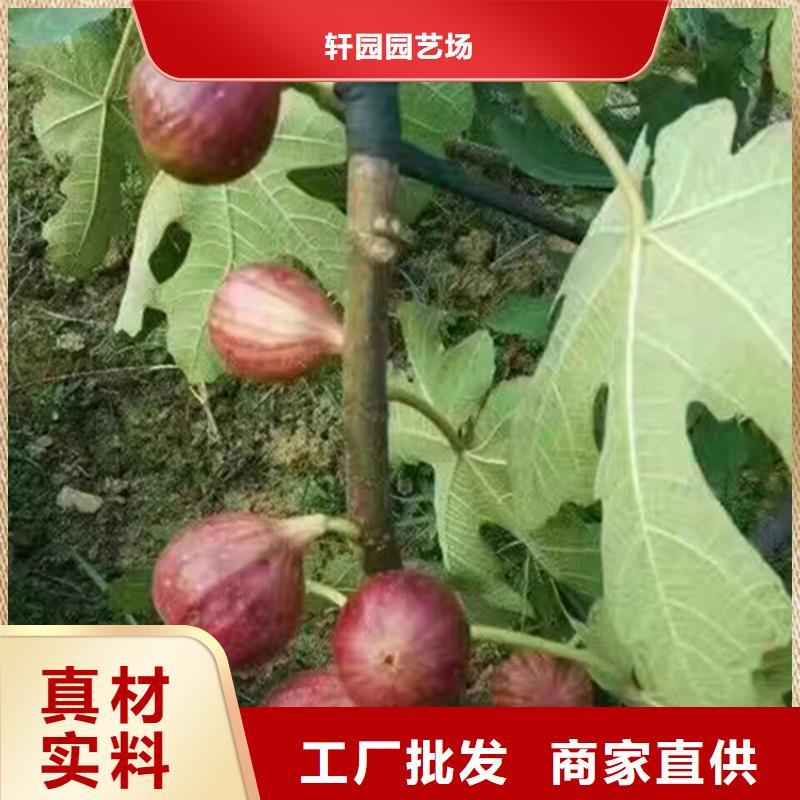 無花果櫻桃苗材質(zhì)實在