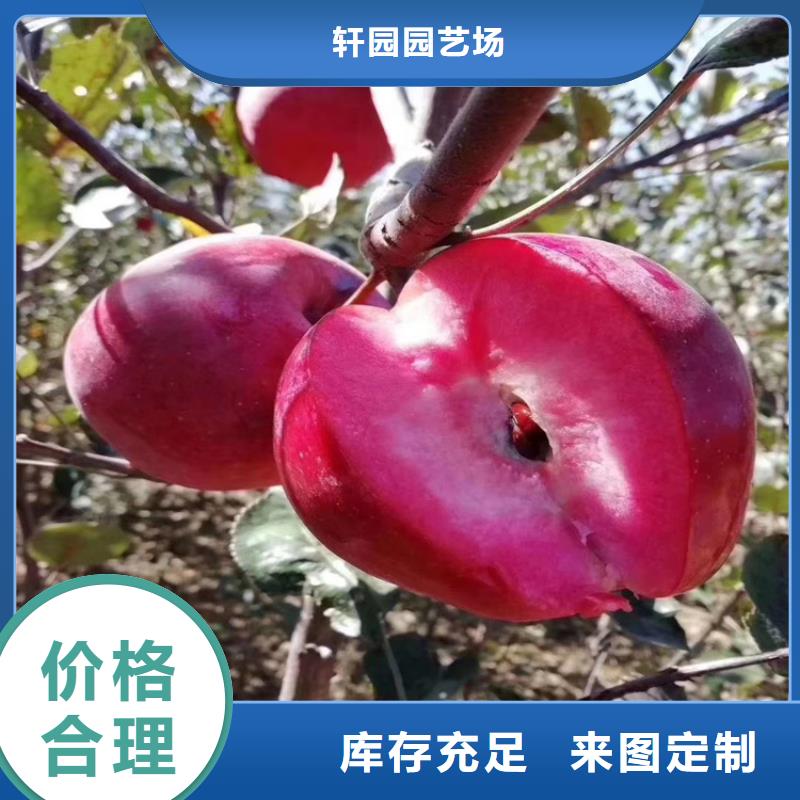 蘋果【獼猴桃苗】貨真價(jià)實(shí)
