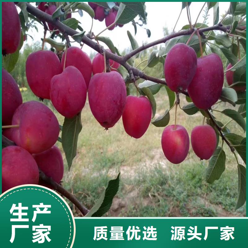 蘋(píng)果櫻桃苗品類(lèi)齊全