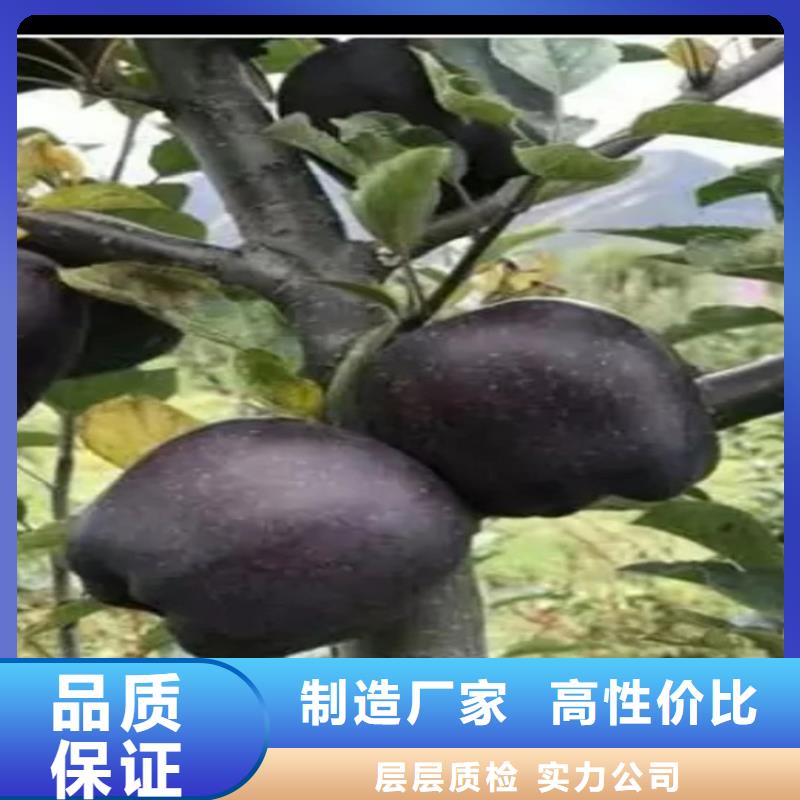 蘋果蘋果苗從源頭保證品質(zhì)