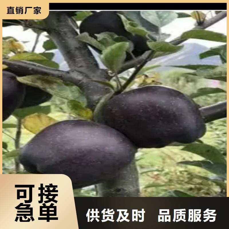 蘋果蘋果苗從源頭保證品質(zhì)