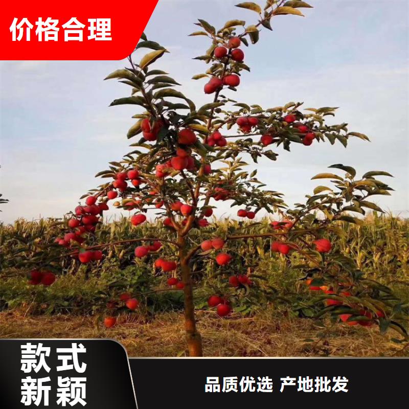 蘋(píng)果櫻桃苗品類(lèi)齊全