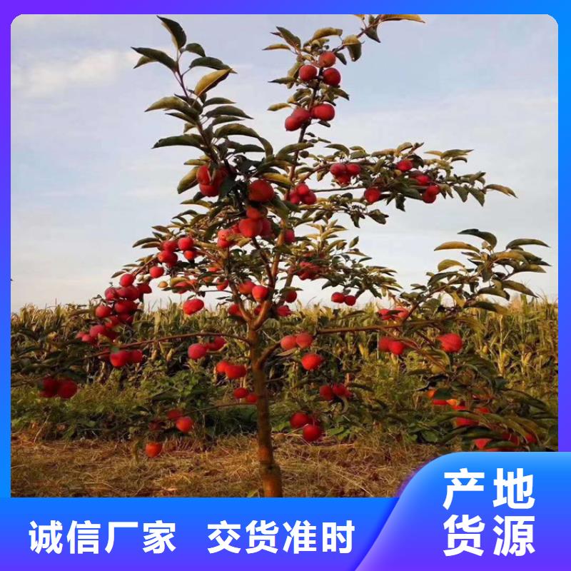 蘋果桃樹苗卓越品質(zhì)保障