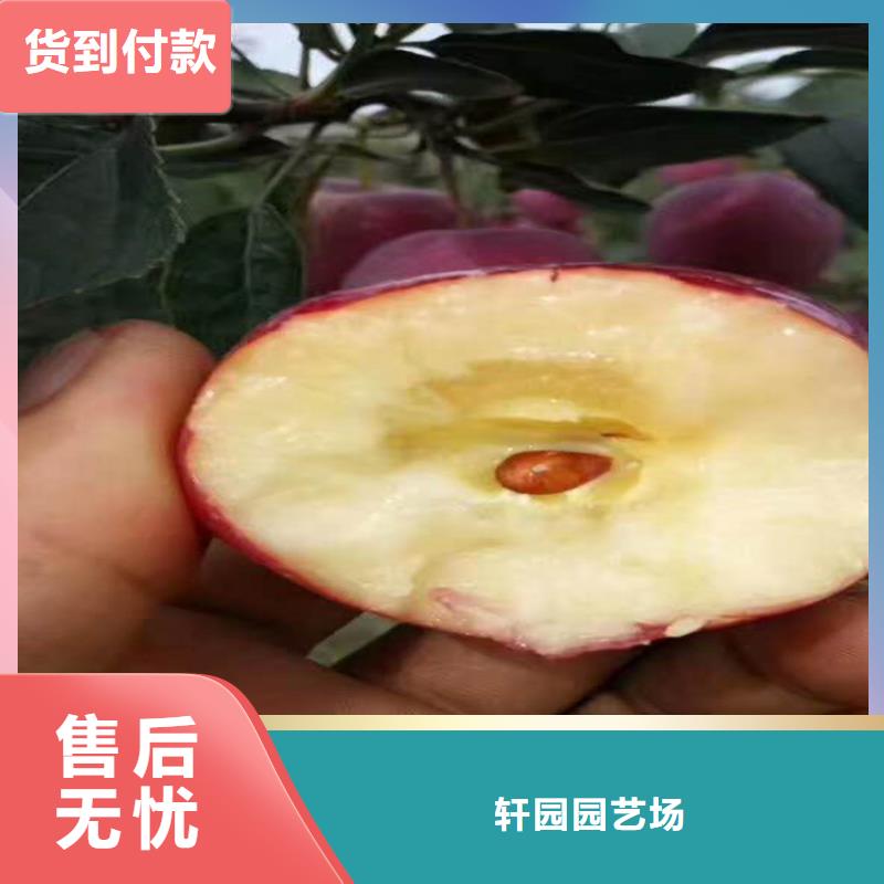 苹果蓝莓苗精工制作