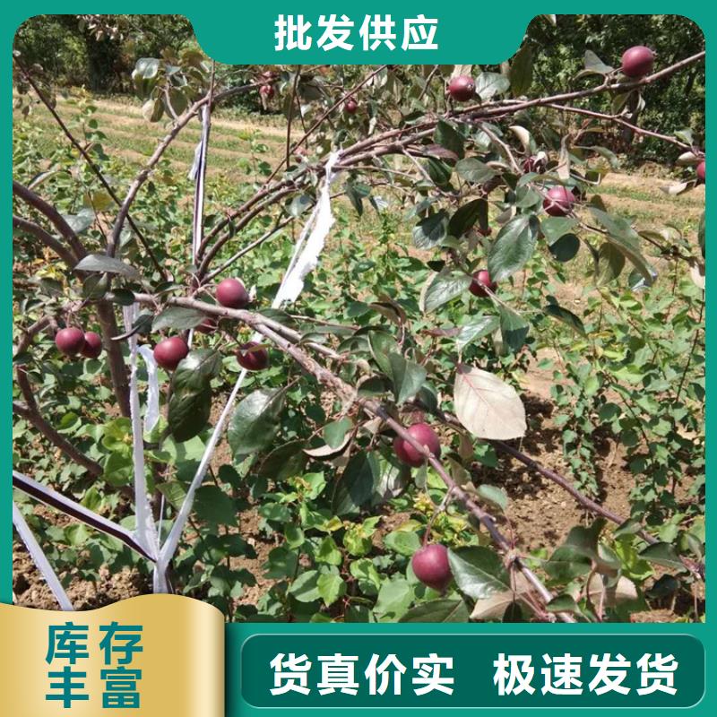 苹果桃树苗卓越品质保障