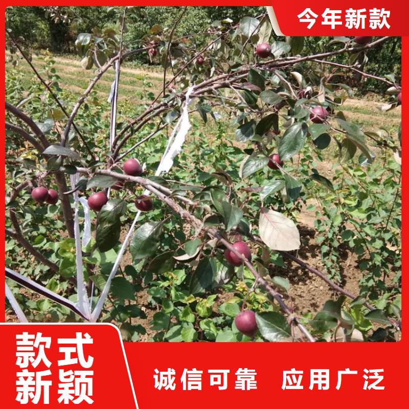 蘋果蘋果苗從源頭保證品質(zhì)