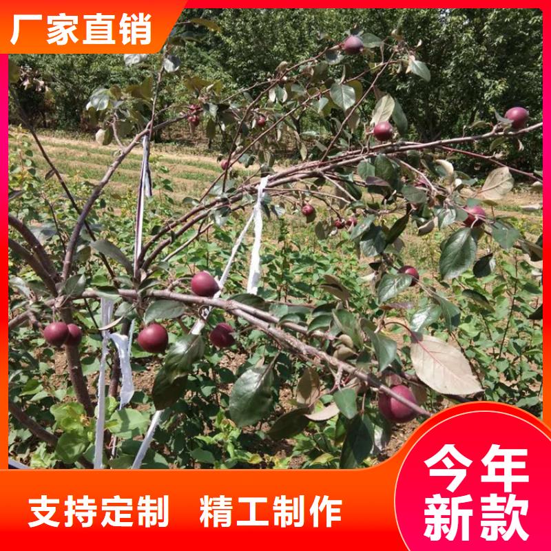 苹果桃树苗定制批发