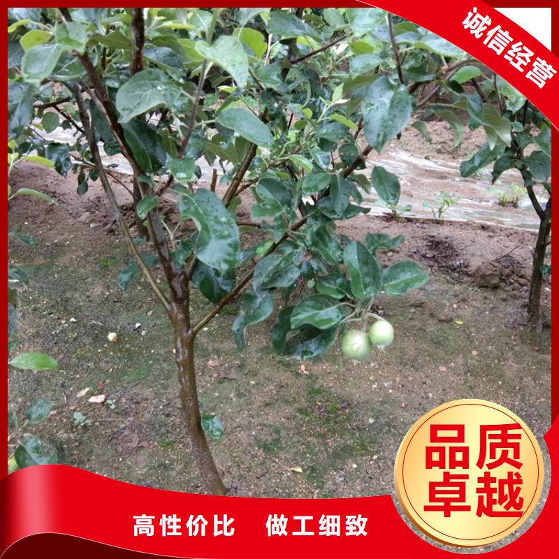 蘋果【獼猴桃苗】貨真價(jià)實(shí)