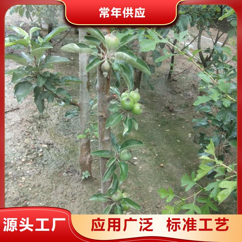 梨树苗视频-梨树苗-山西省阳泉市平定|盂县|大同|太原|晋中|朔州|临汾|晋城【同城】厂家