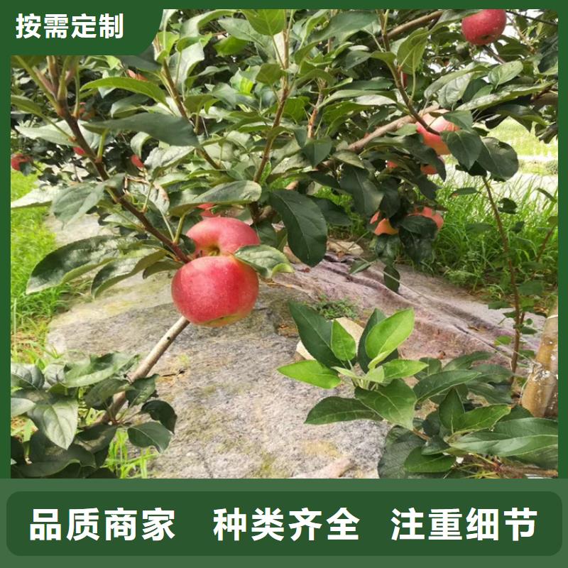 蘋果,櫻桃苗服務(wù)周到