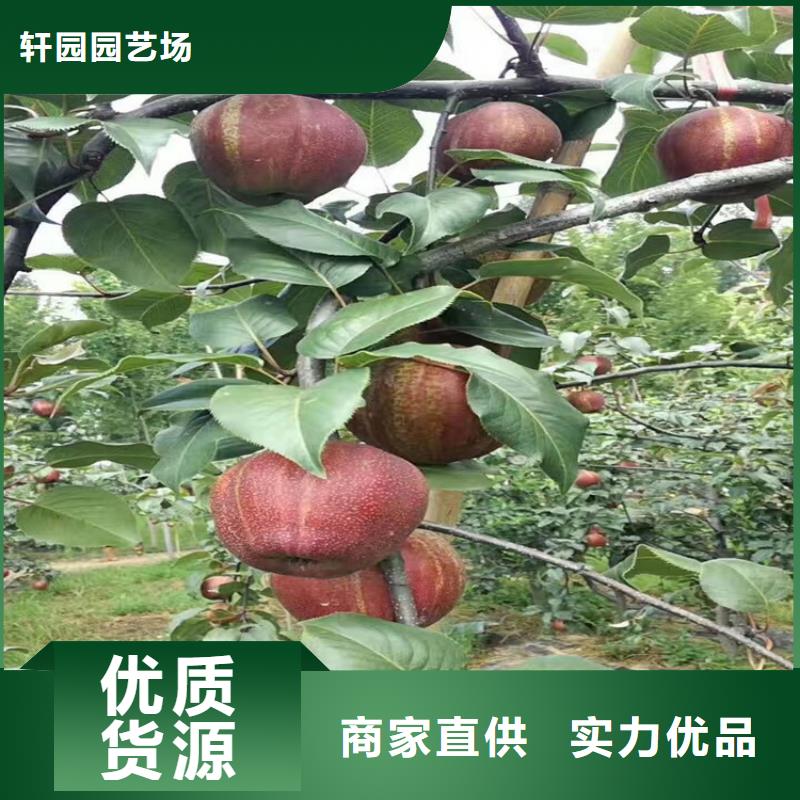蘋果桃樹苗產(chǎn)地貨源