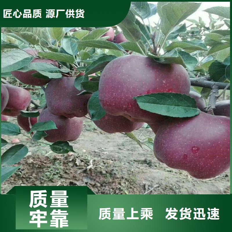 【苹果】,苹果苗实力商家供货稳定