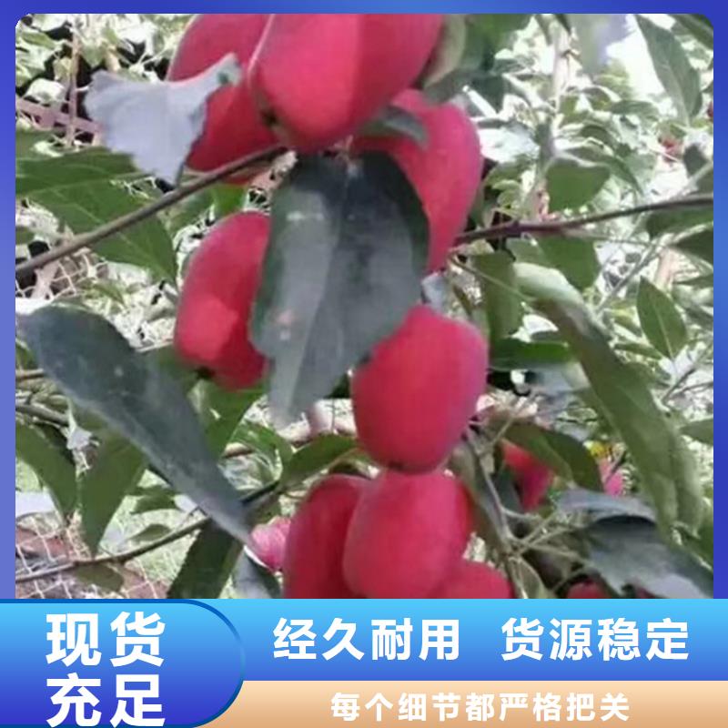 梨树苗视频-梨树苗-山西省阳泉市平定|盂县|大同|太原|晋中|朔州|临汾|晋城【同城】厂家