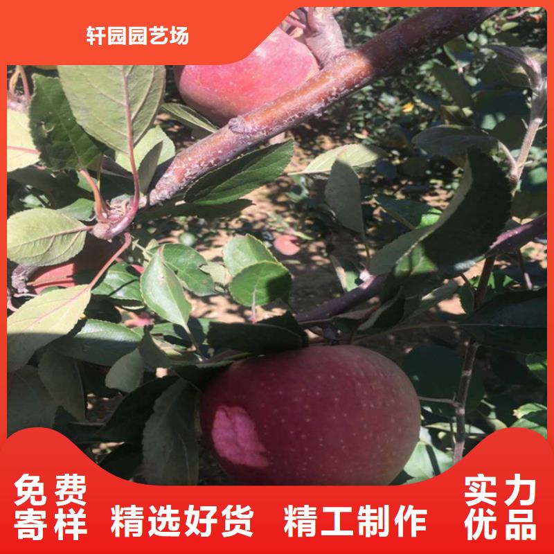 蘋果桃樹苗卓越品質(zhì)保障