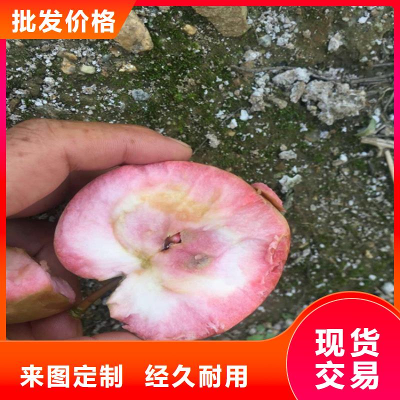 蘋(píng)果蘋(píng)果苗做工細(xì)致