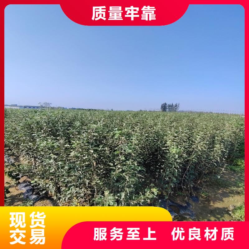 苹果蓝莓苗精工制作