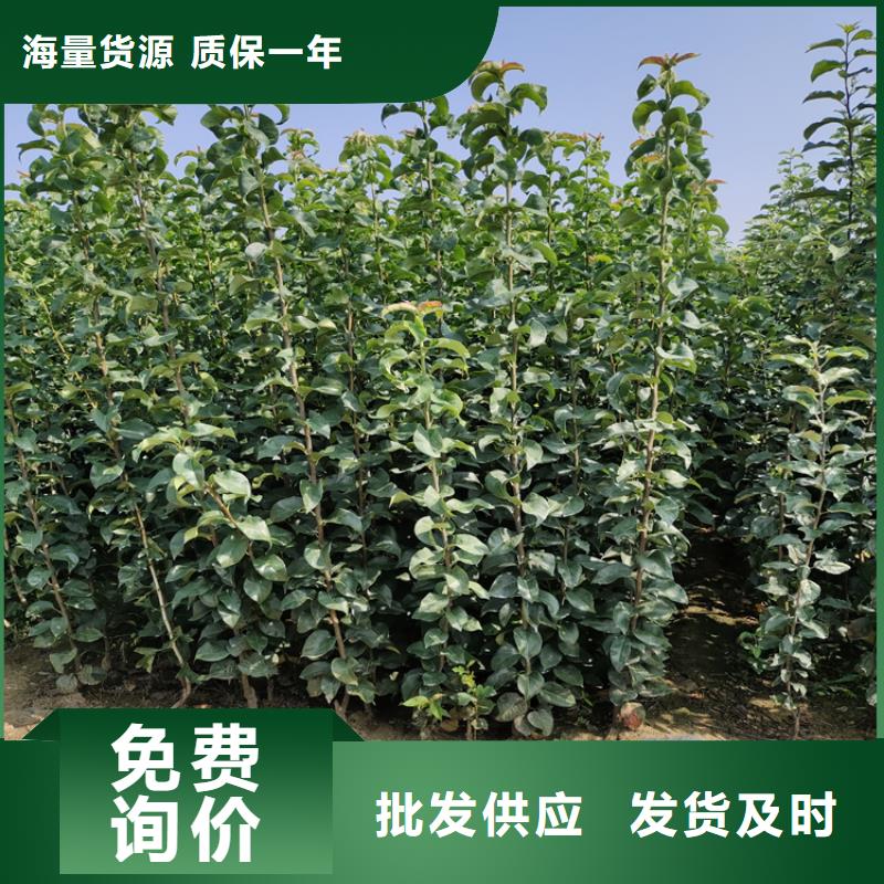 苹果桃树苗卓越品质保障