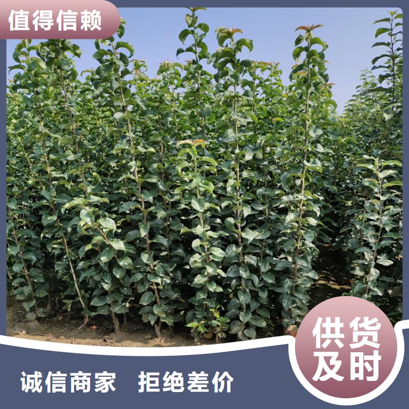 苹果蓝莓苗精工制作