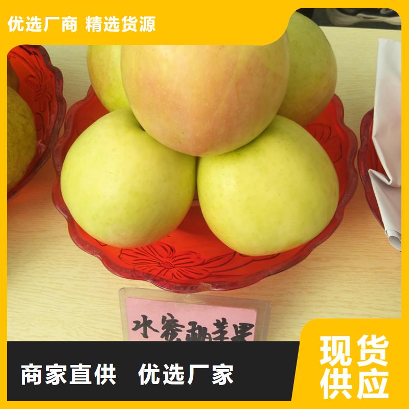 蘋果蘋果苗從源頭保證品質(zhì)