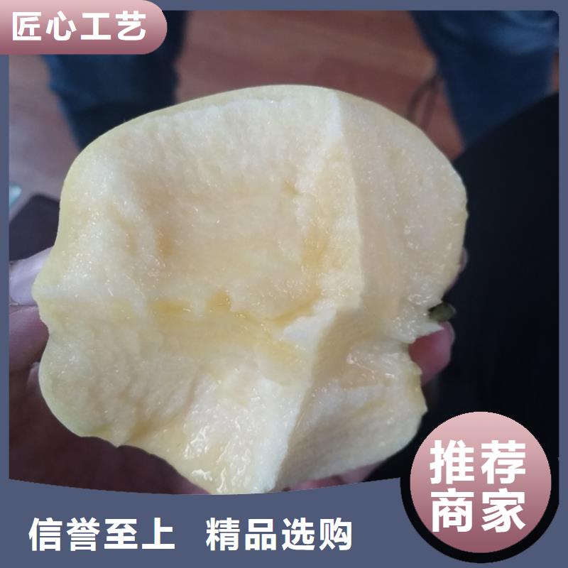 苹果樱桃苗品类齐全