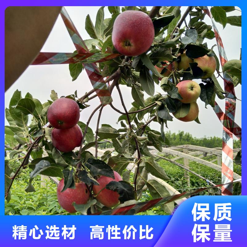 蘋果蘋果苗從源頭保證品質(zhì)