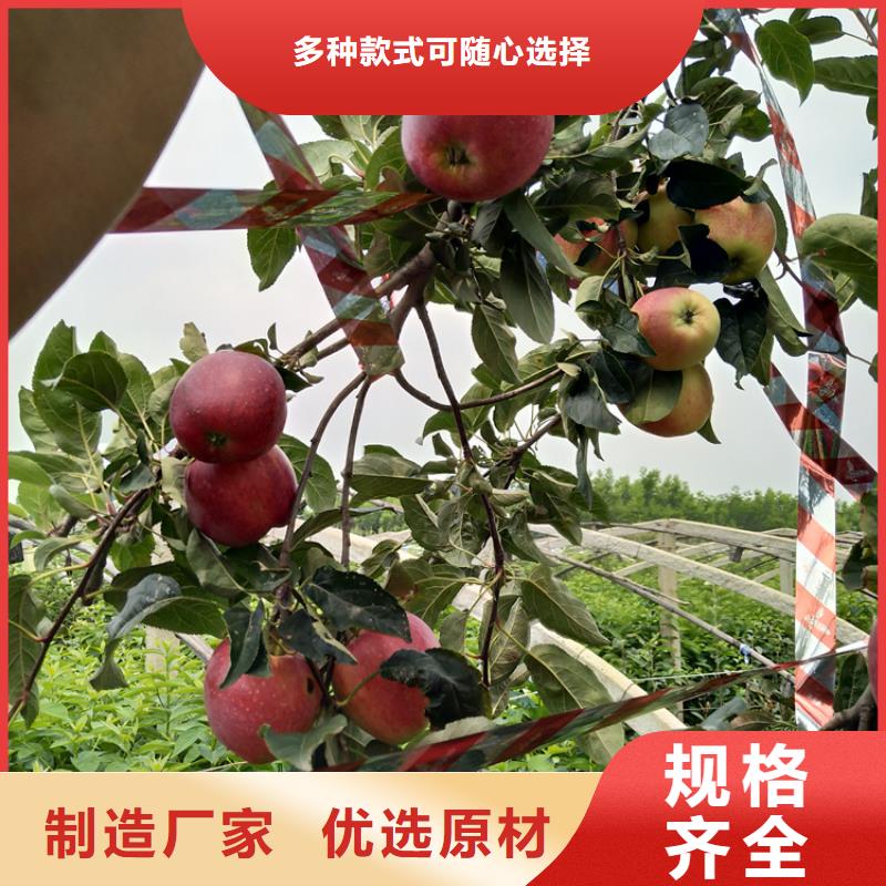 苹果蓝莓苗精工制作