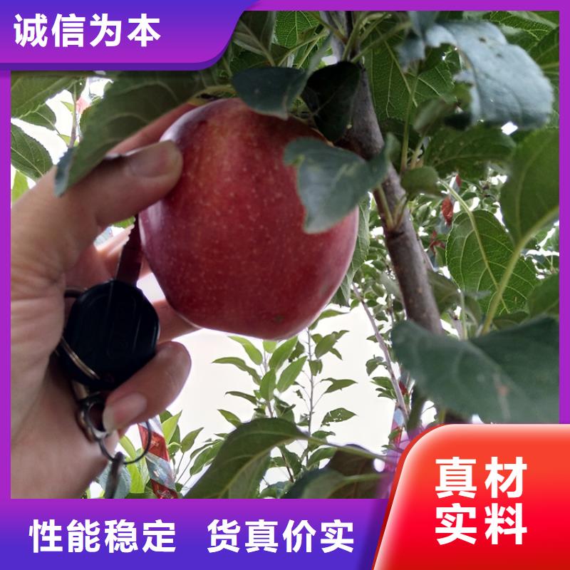 苹果,葡萄苗做工精细