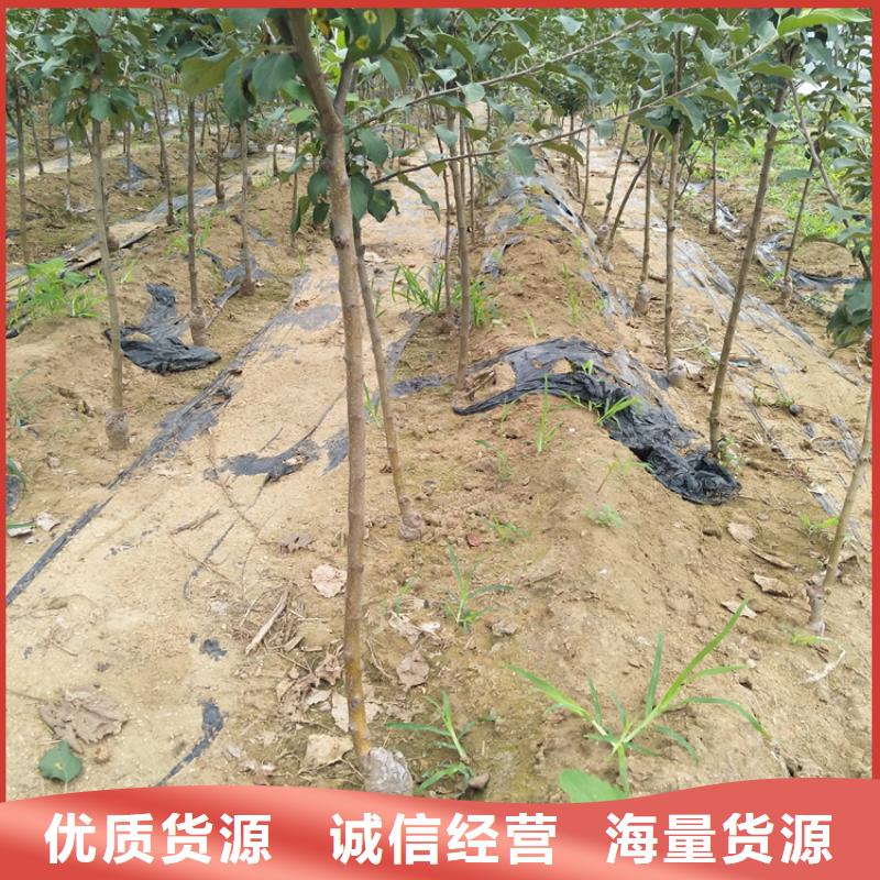 蘋(píng)果櫻桃苗品類(lèi)齊全