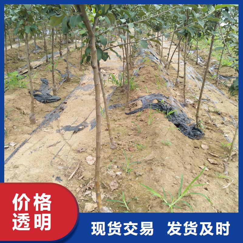 苹果桃树苗定制批发