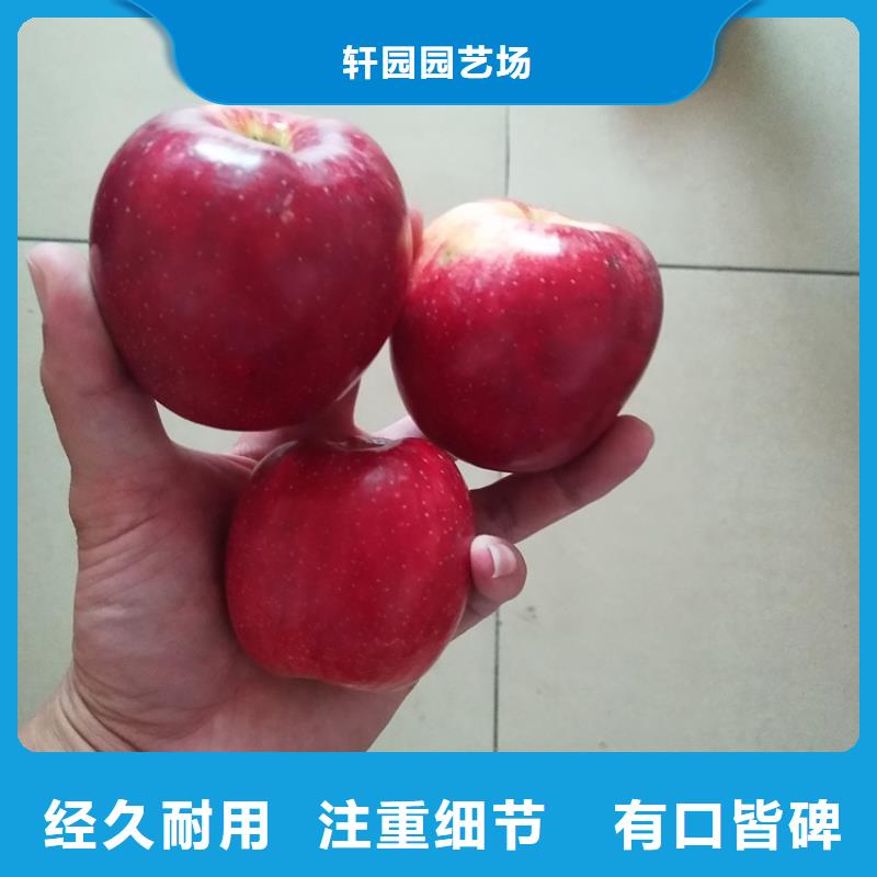 梨树苗视频-梨树苗-山西省阳泉市平定|盂县|大同|太原|晋中|朔州|临汾|晋城【同城】厂家