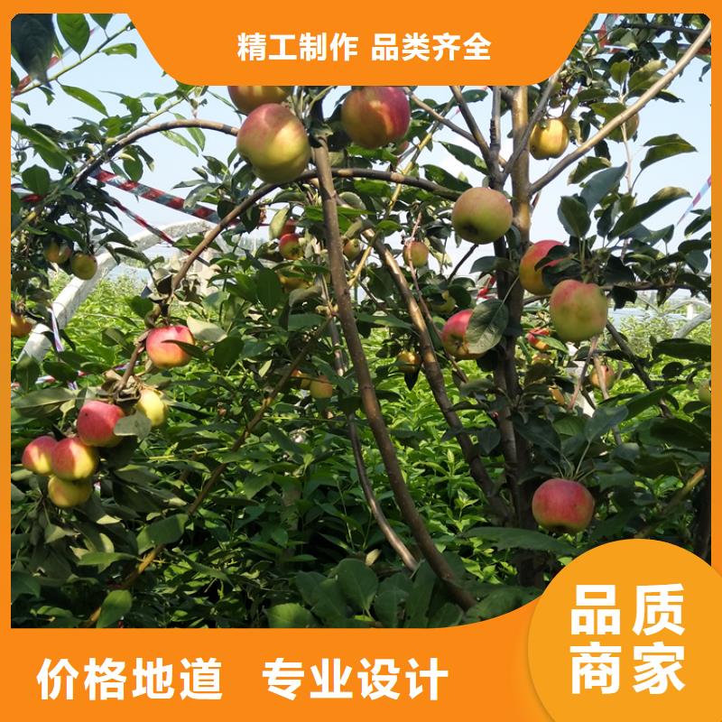 苹果,葡萄苗做工精细