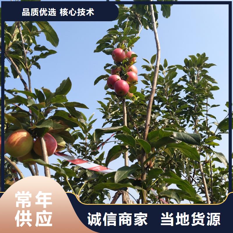 蘋果蘋果苗從源頭保證品質(zhì)