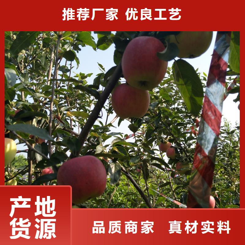 苹果蓝莓苗精工制作