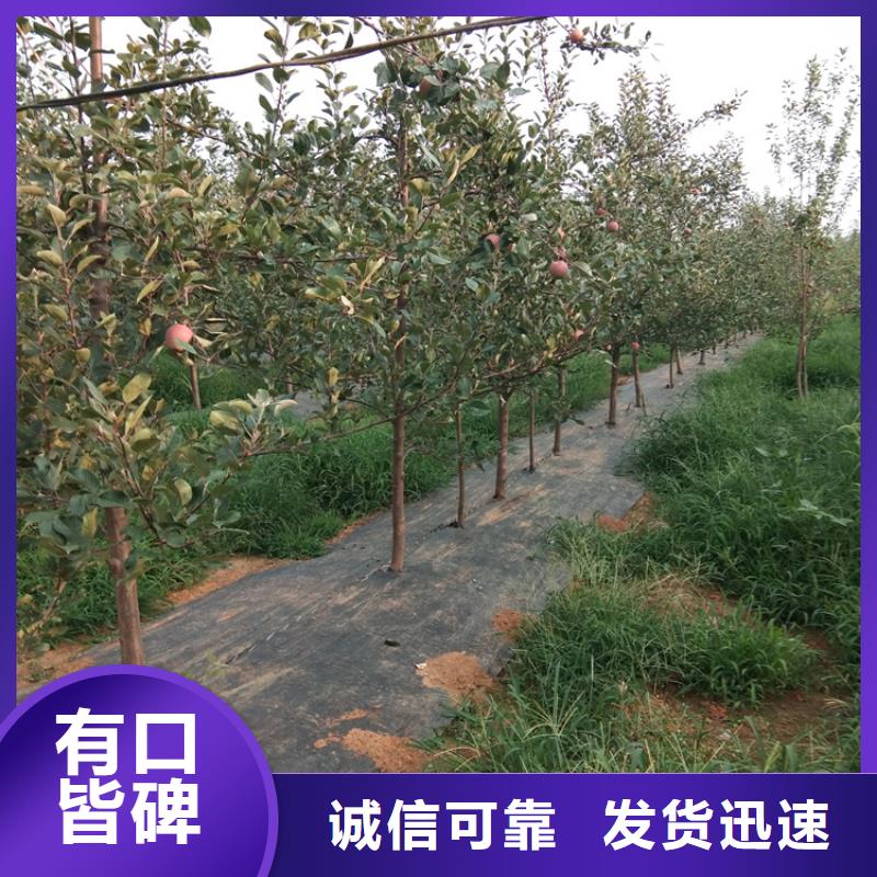 苹果桃树苗定制批发