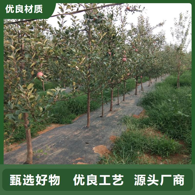 苹果,葡萄苗做工精细