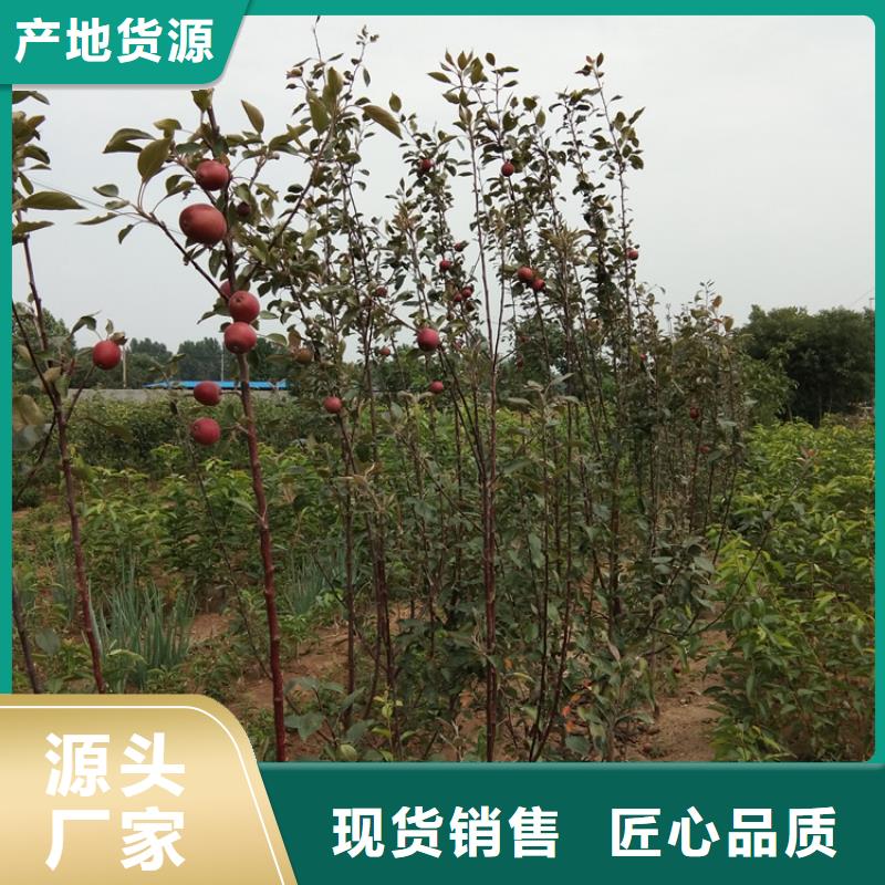 苹果桃树苗定制批发